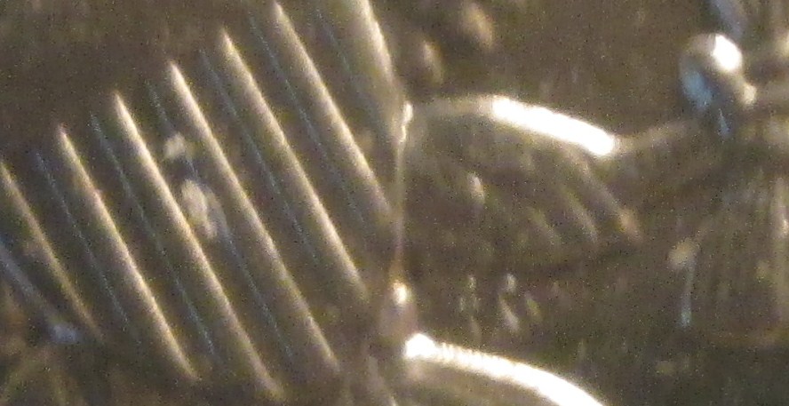 IMG_5823.JPG
