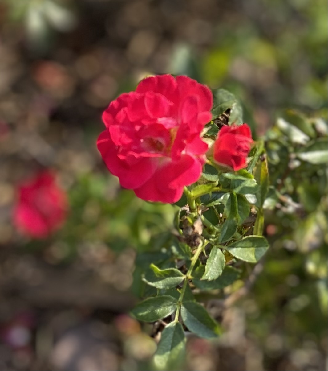 IMG_6173.jpeg