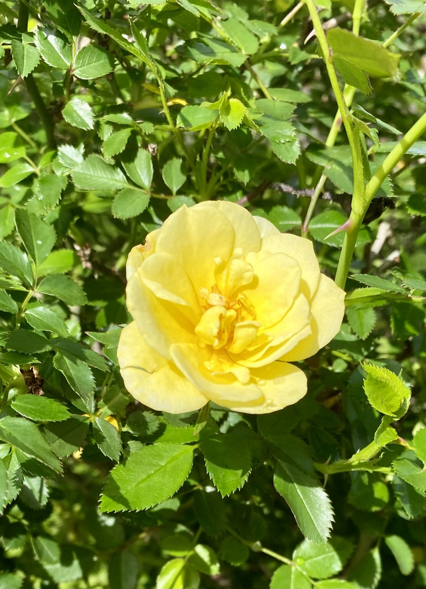 IMG_7180.jpeg