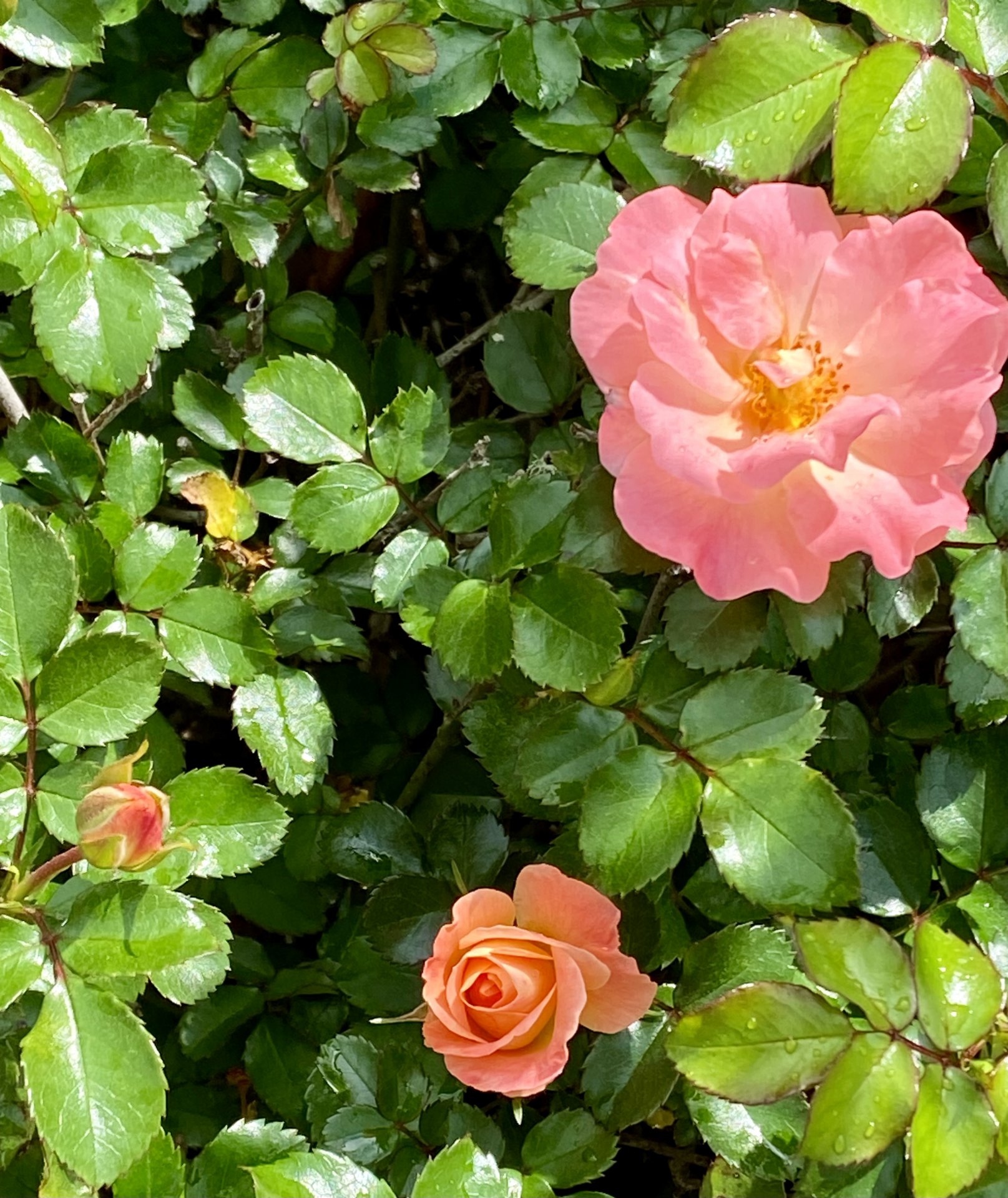 IMG_8069.jpeg