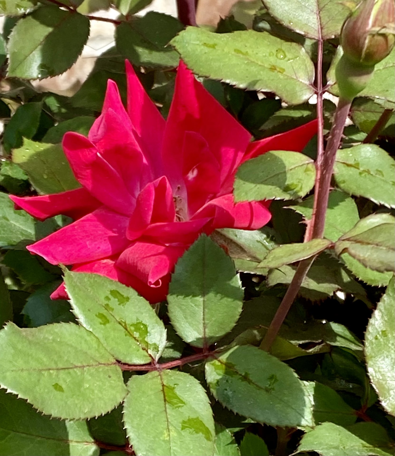 IMG_8075.jpeg