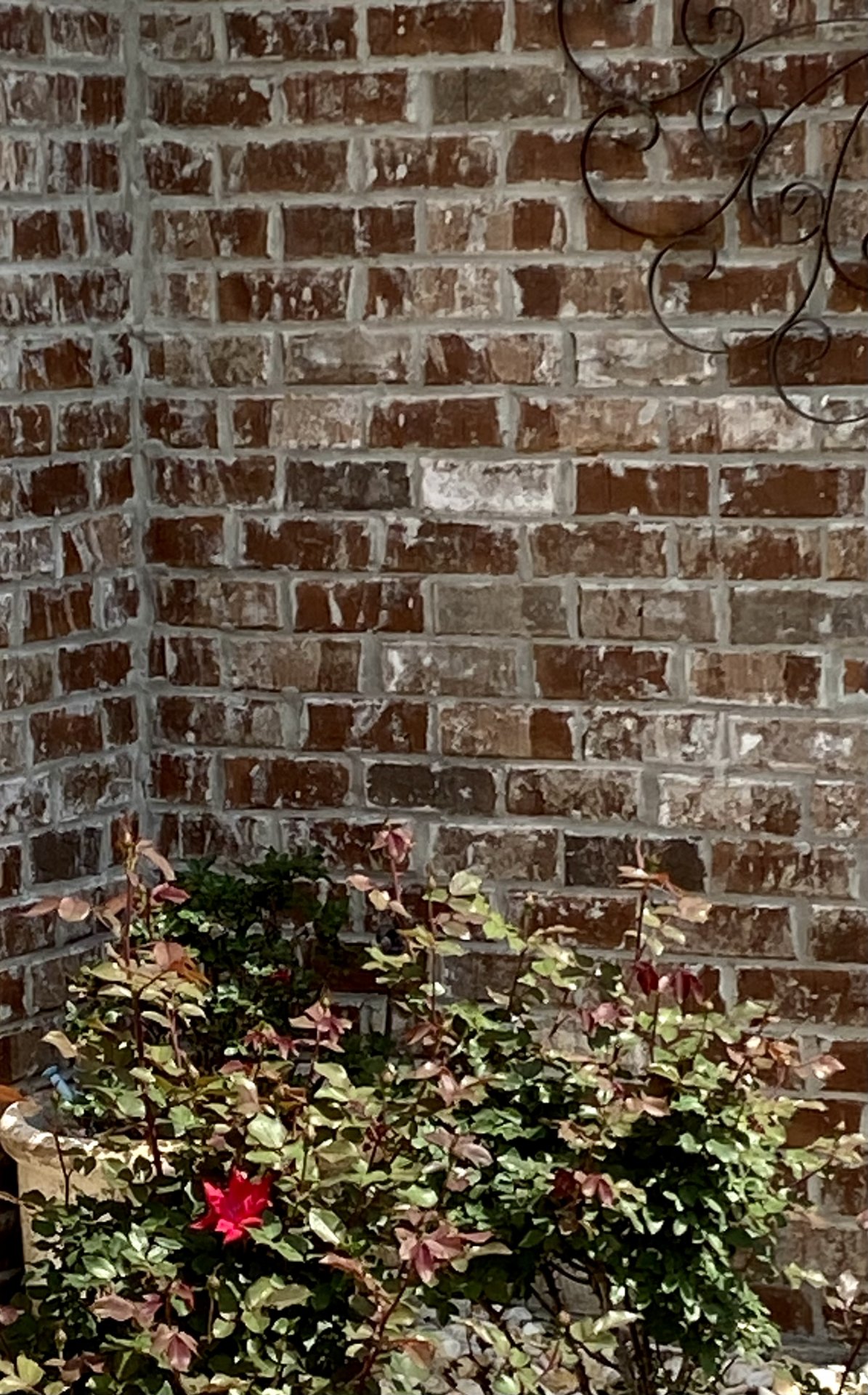 IMG_8078.jpeg