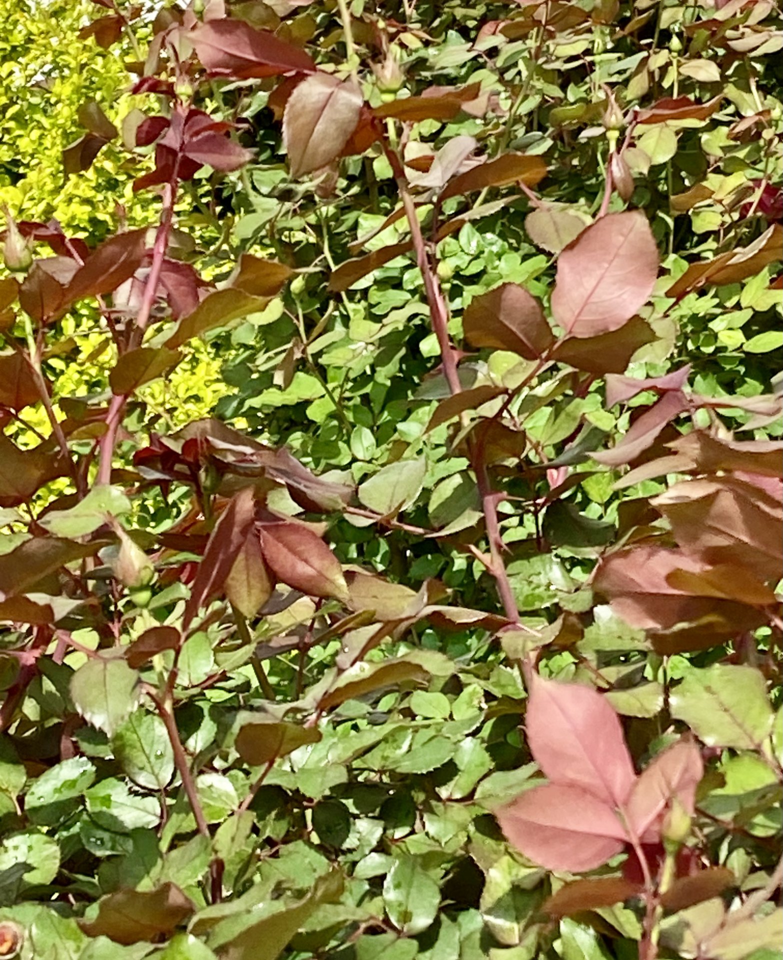 IMG_8079.jpeg