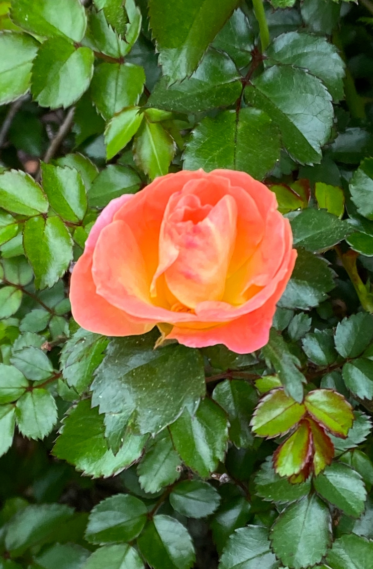 IMG_8080.jpeg