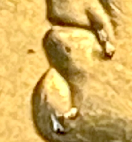 IMG_8334.jpeg