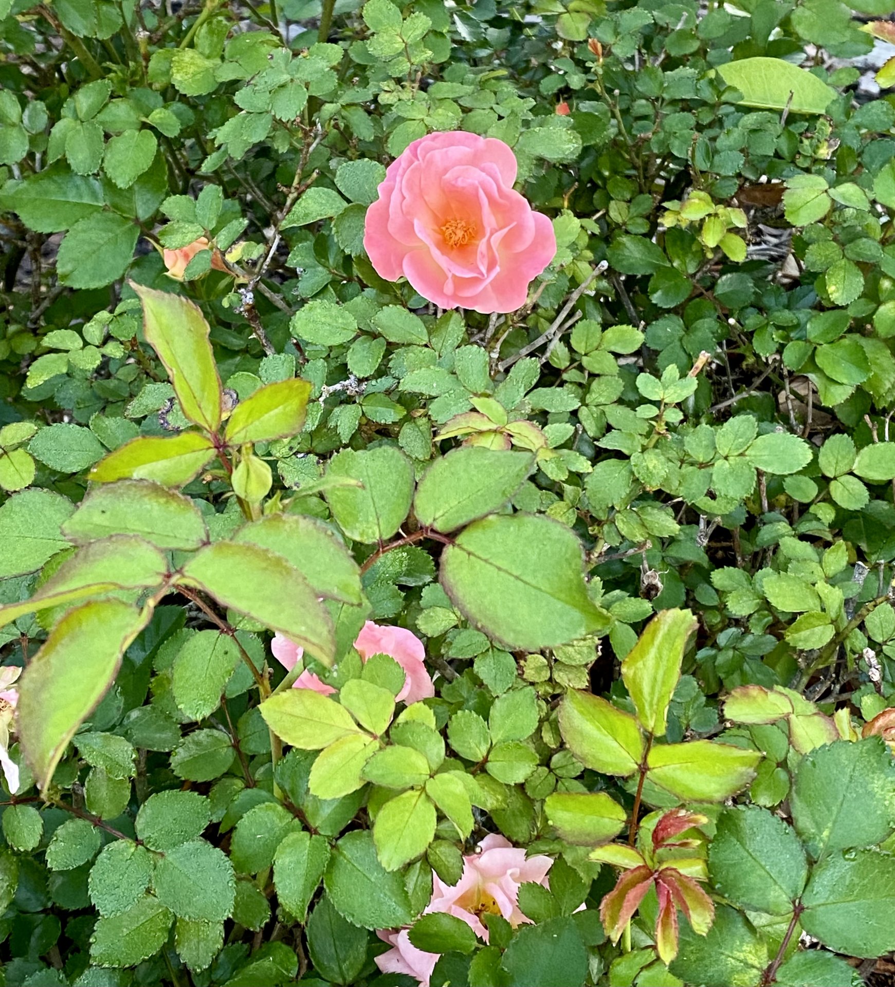 IMG_8543.jpeg