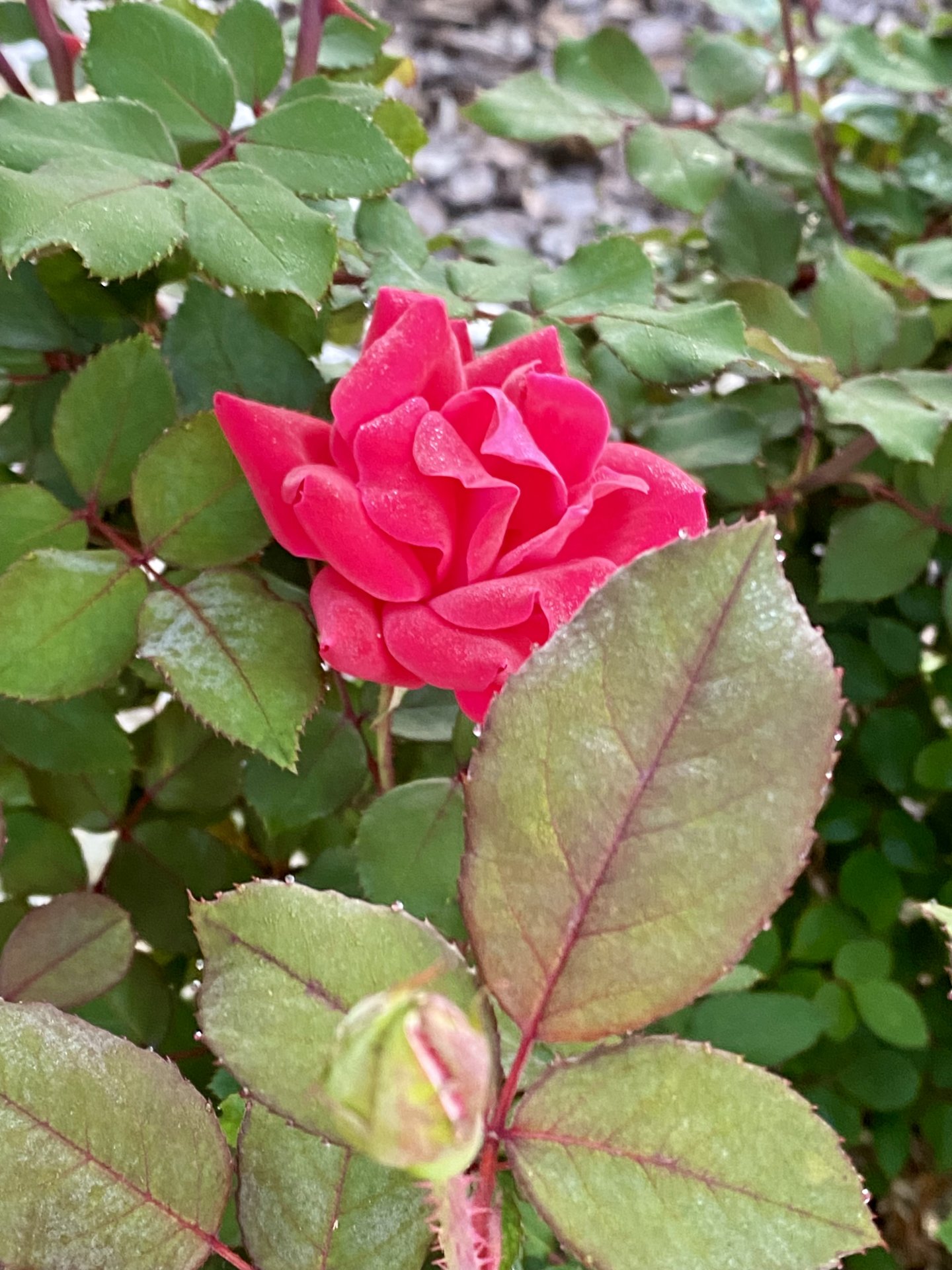 IMG_8544.jpeg