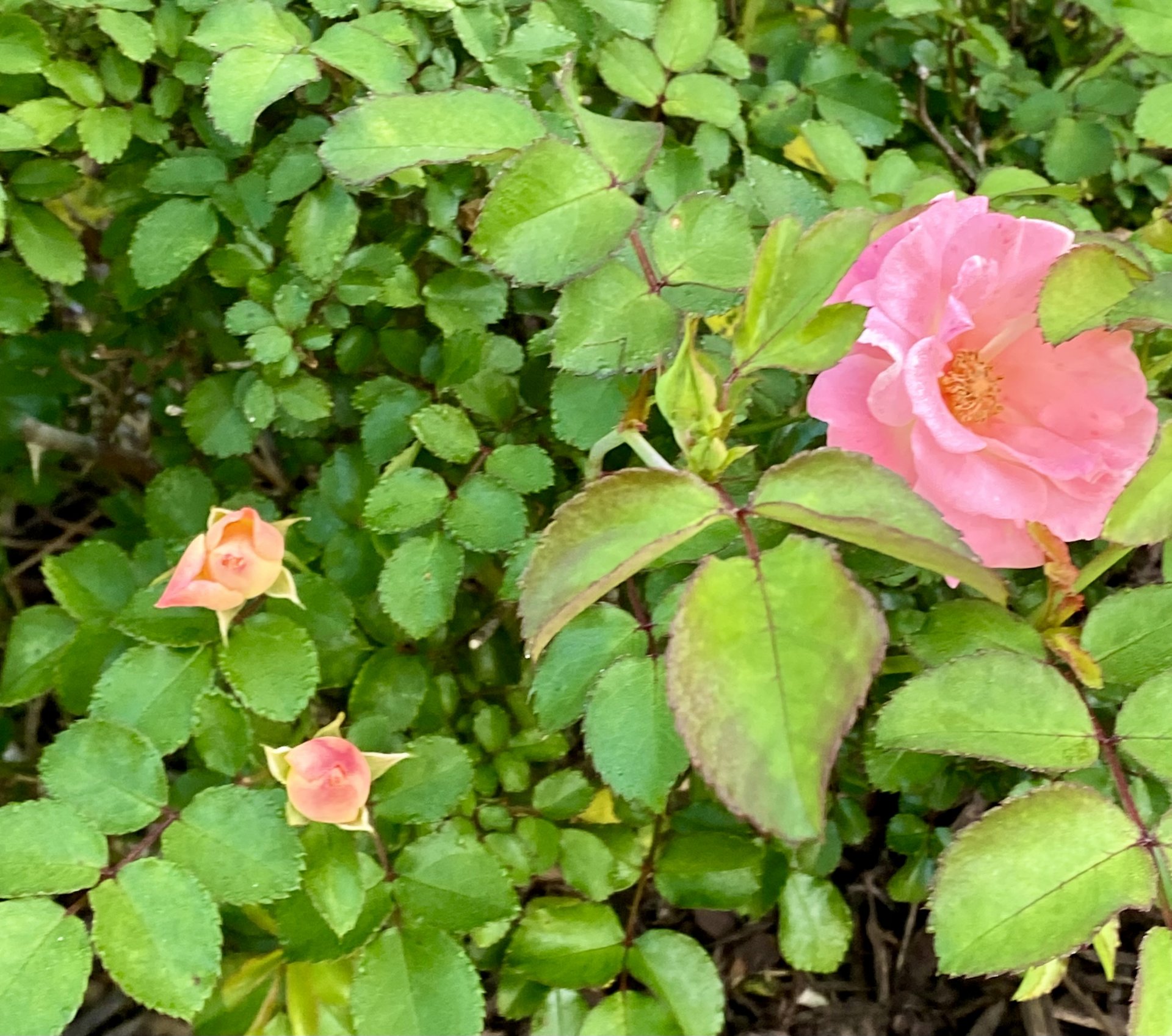 IMG_8549.jpeg