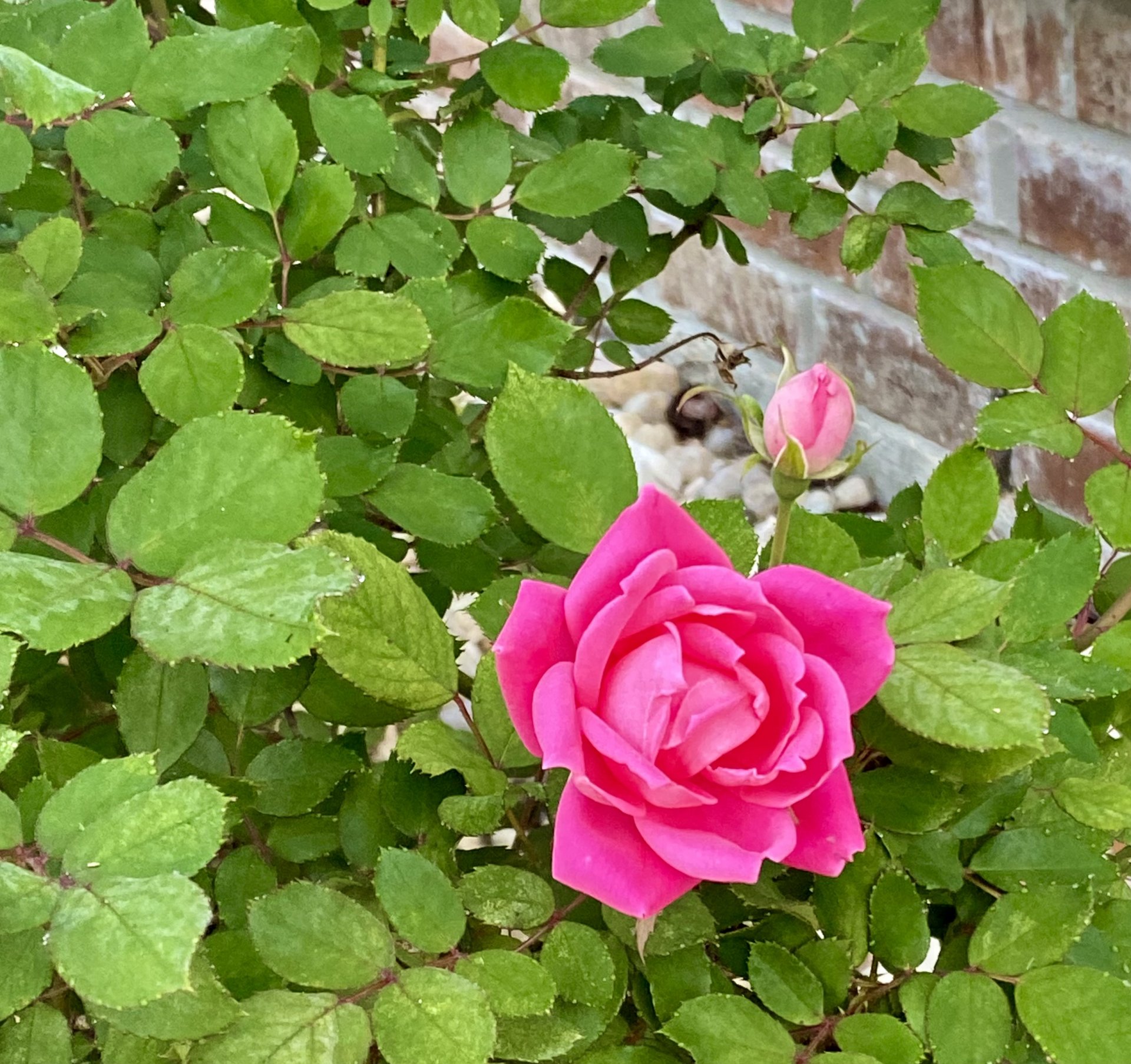 IMG_8550.jpeg