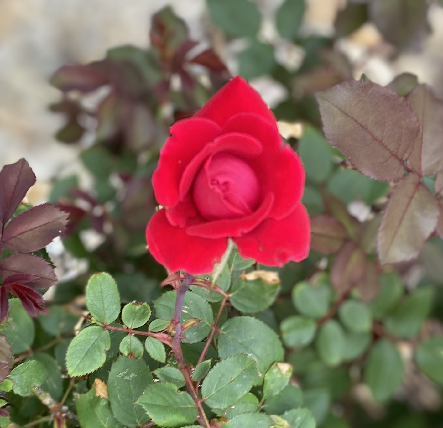 IMG_9689.jpeg