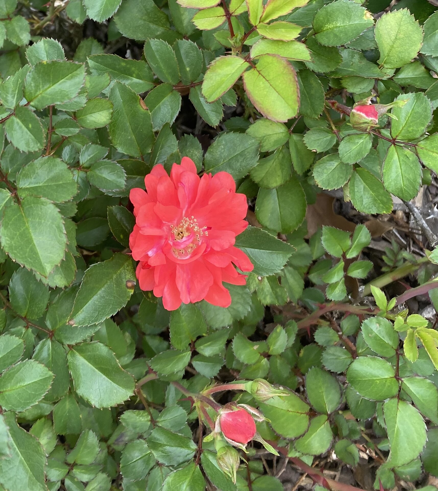 IMG_9692.jpeg