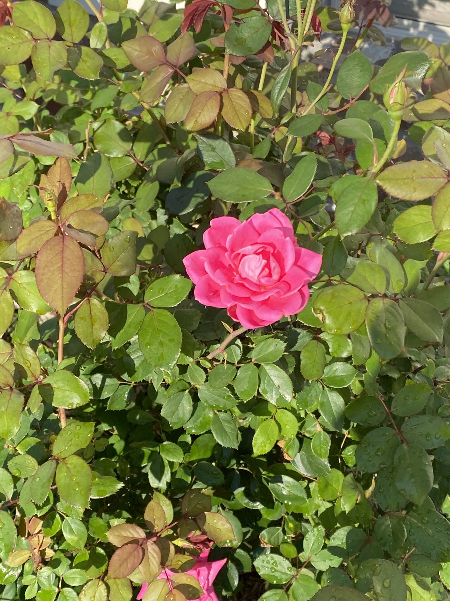 IMG_9939.jpeg