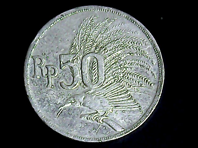 indo-2.jpg