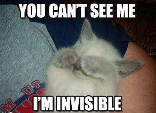 invisible-kitty.jpg