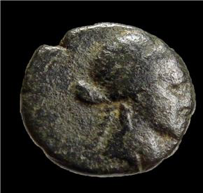 Ionia Smyma caestus.png