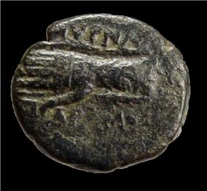 Ionia Smyma caestus rev.png