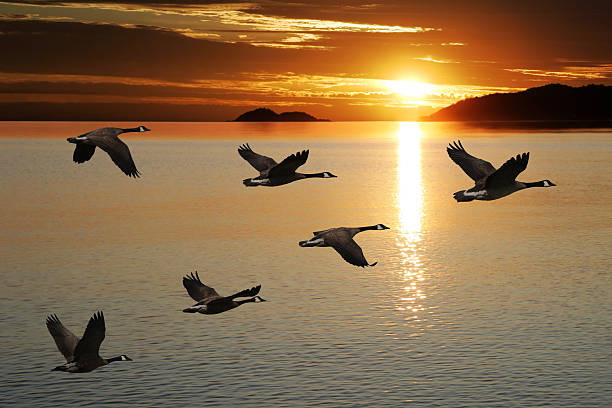 istockphoto-136917788-612x612.jpg