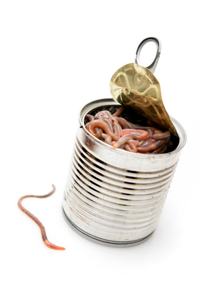 istockphoto-172277996-612x612.jpg