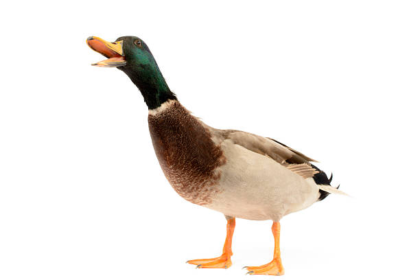 istockphoto-178512491-612x612.jpg