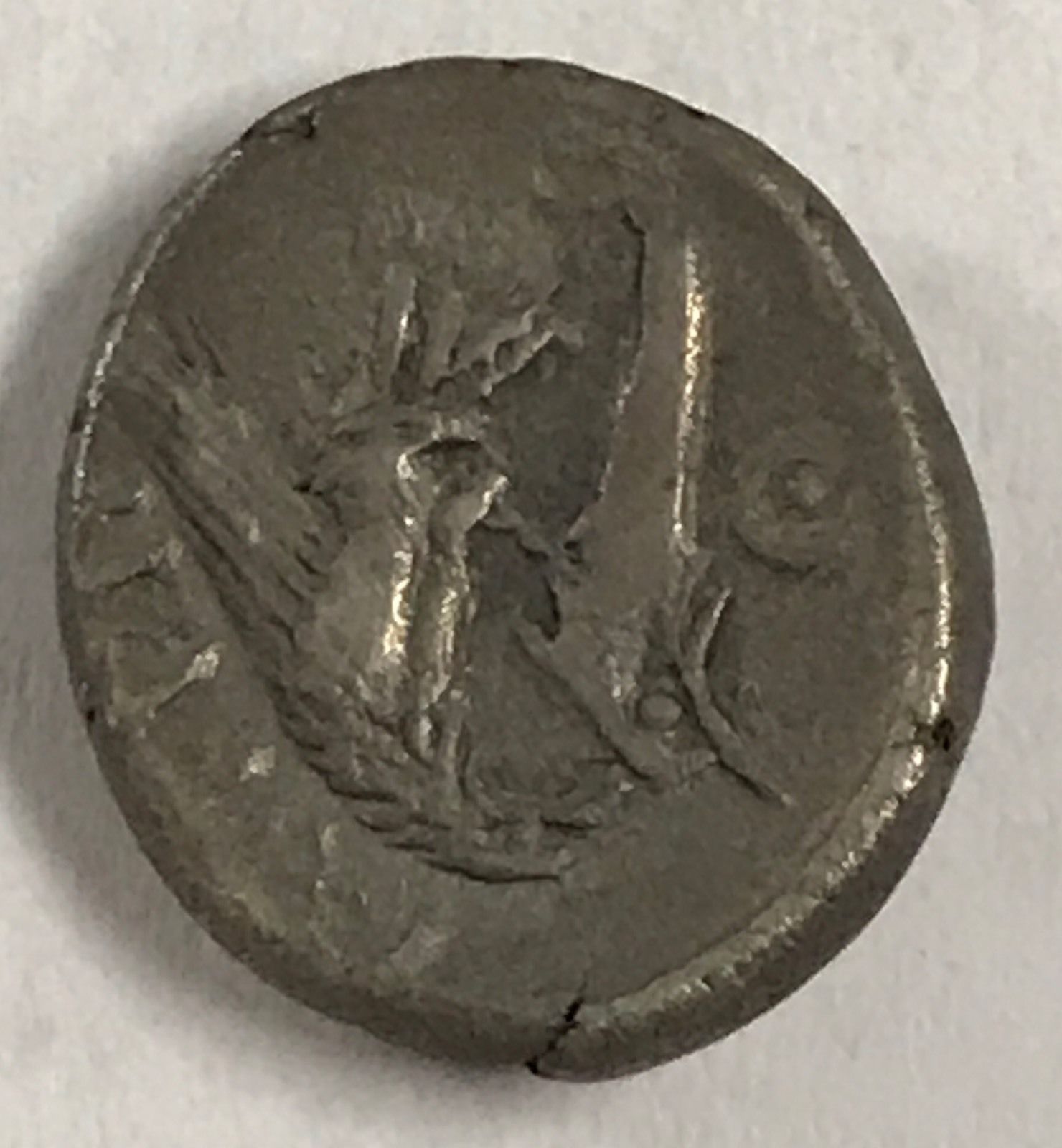 istros sea eagle $40.jpg