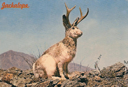 Jackalopepc-250.jpg
