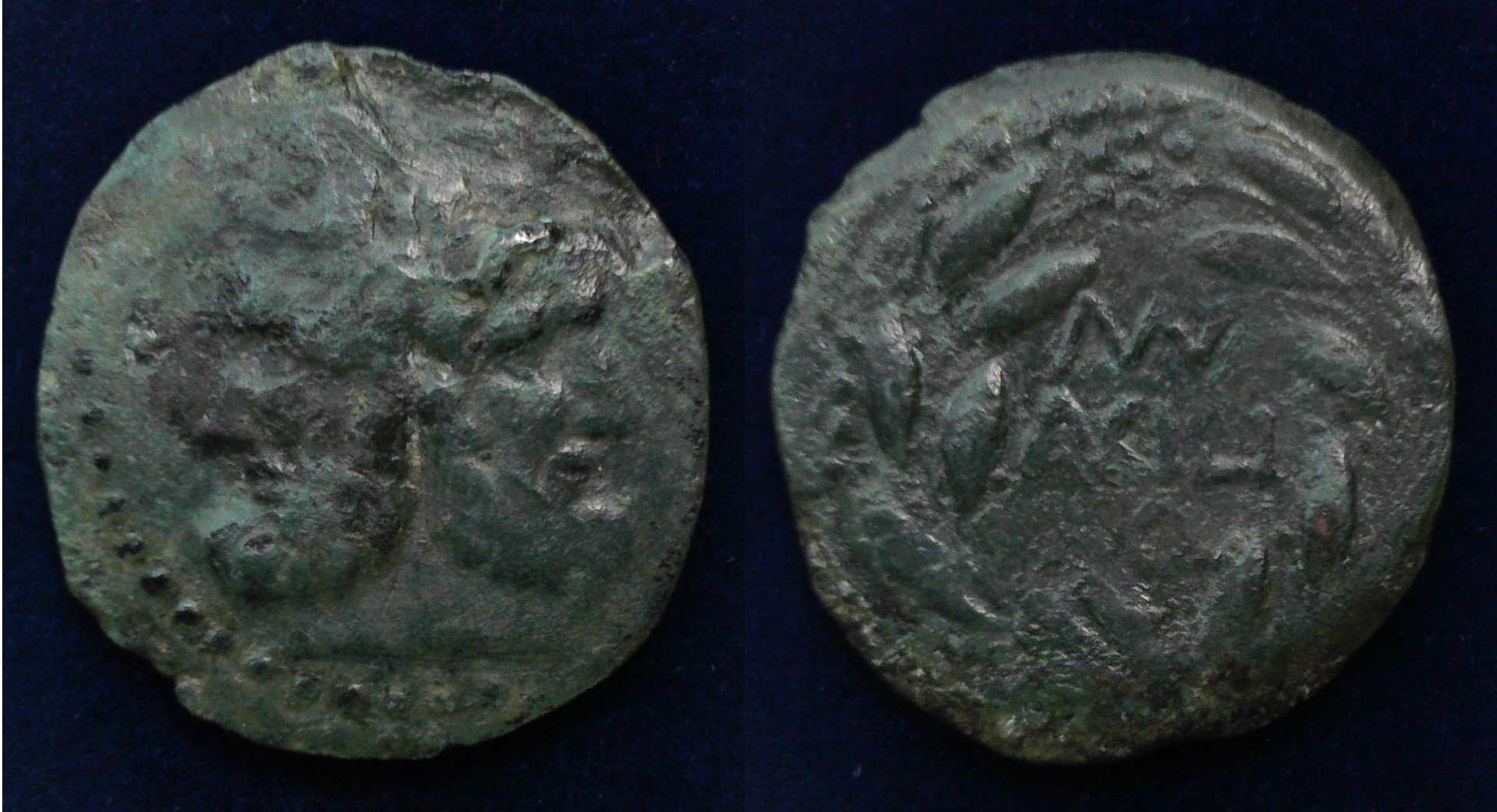 Janus Panormus.jpg
