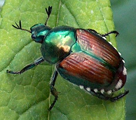 Japanese-Beetle-Picture.jpg