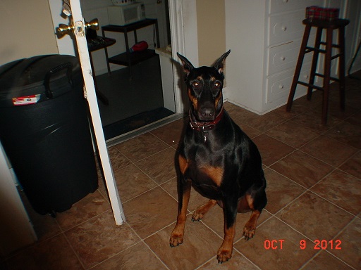 Jolee jus sitting.jpg