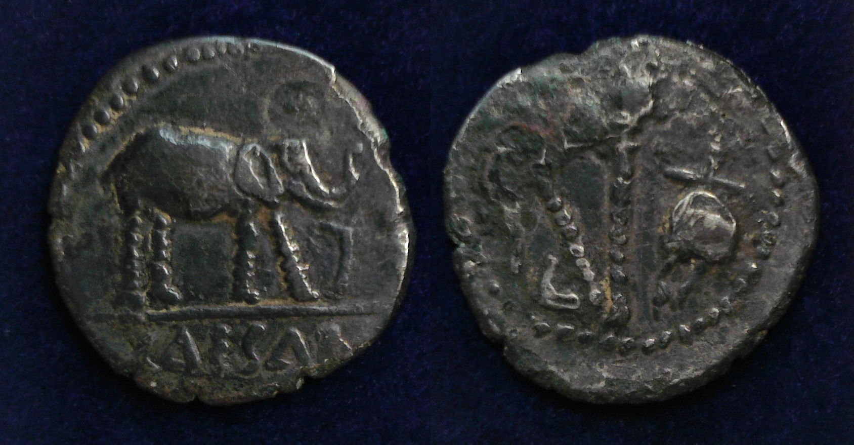 Julius Caesar elephant.jpg