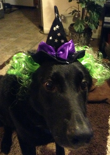 Jwt's dog.jpg