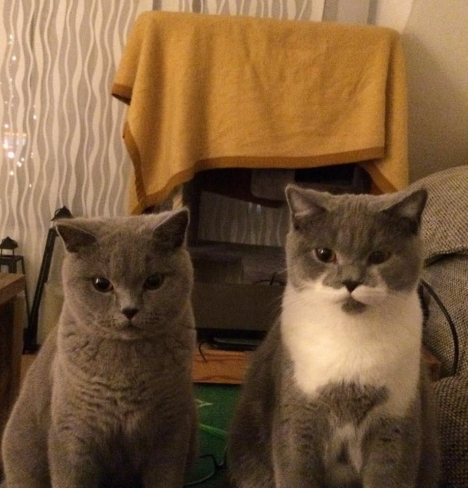 kaisercat.jpg