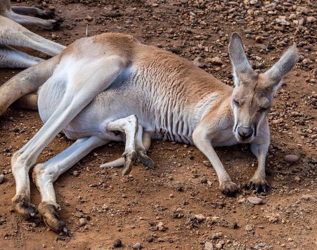 kangaroo pouch.jpg