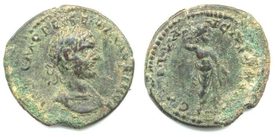 kassandreia_macrinus_AMNG16.jpg