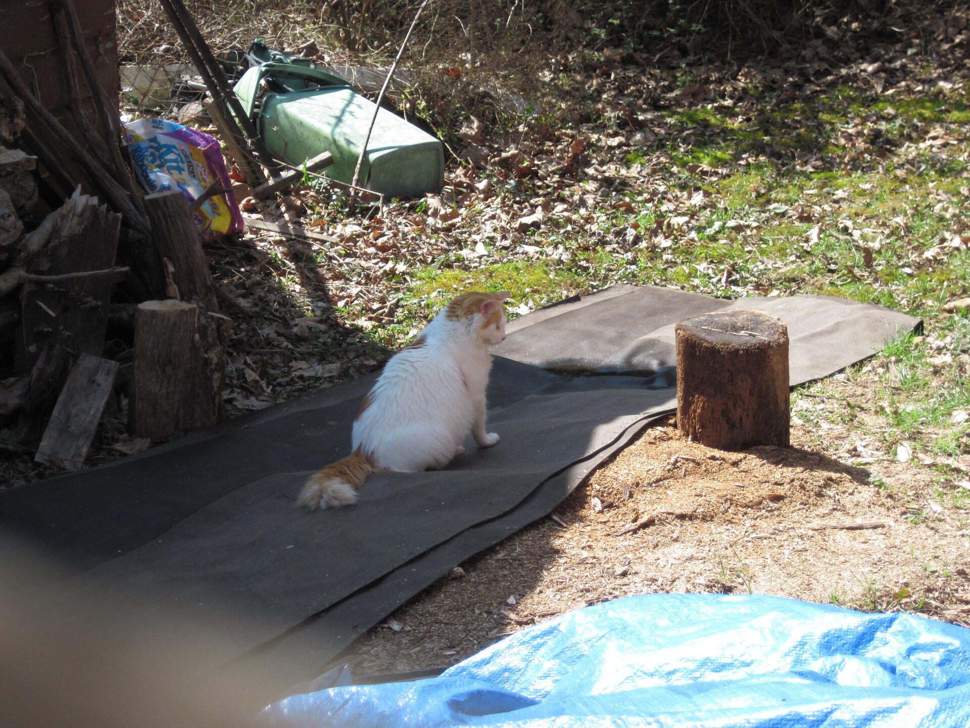 Kbaby convalesing outside.. habsburg banner 001.JPG