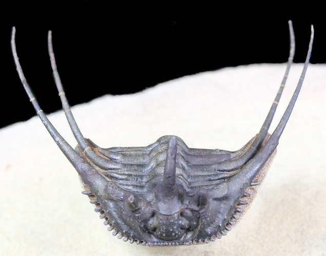 Kettneraspis quarried at Lghaft, Morocco..jpg