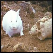 killer rabbit.jpg
