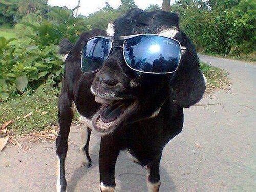 king of the goats.jpg