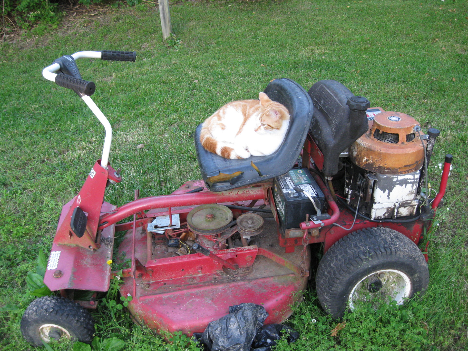 kittehs help me mow 011.JPG