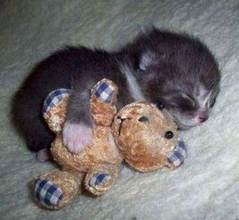 kittenbear.jpg