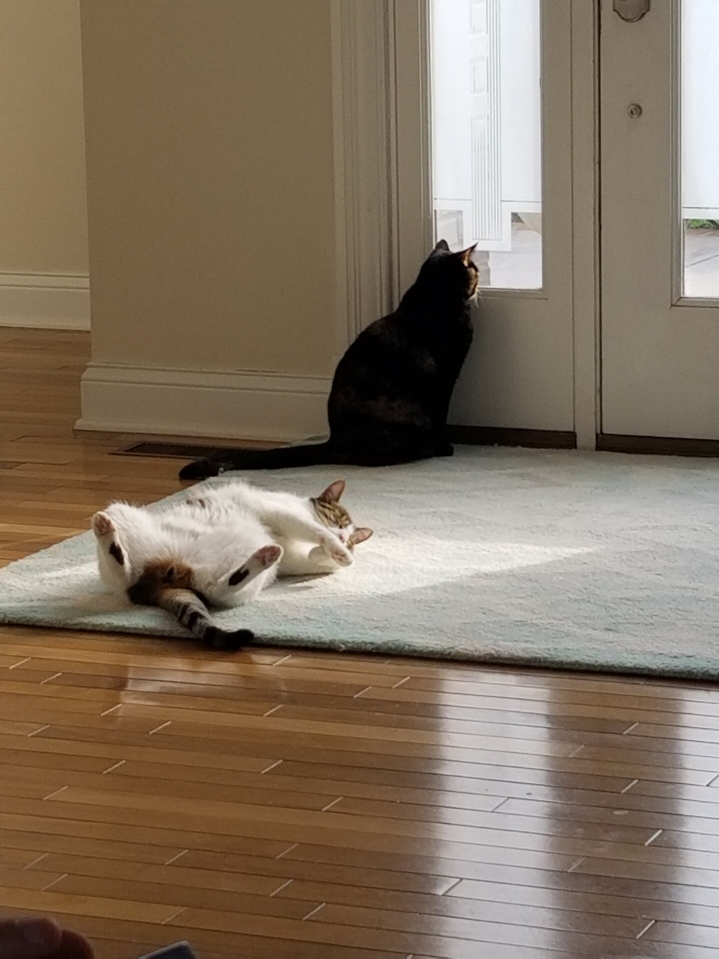 Kitties.jpg