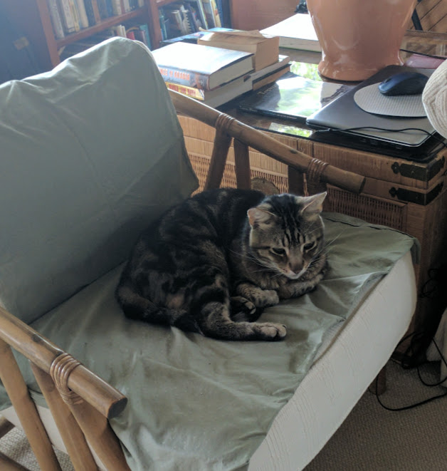 kittyface.jpg
