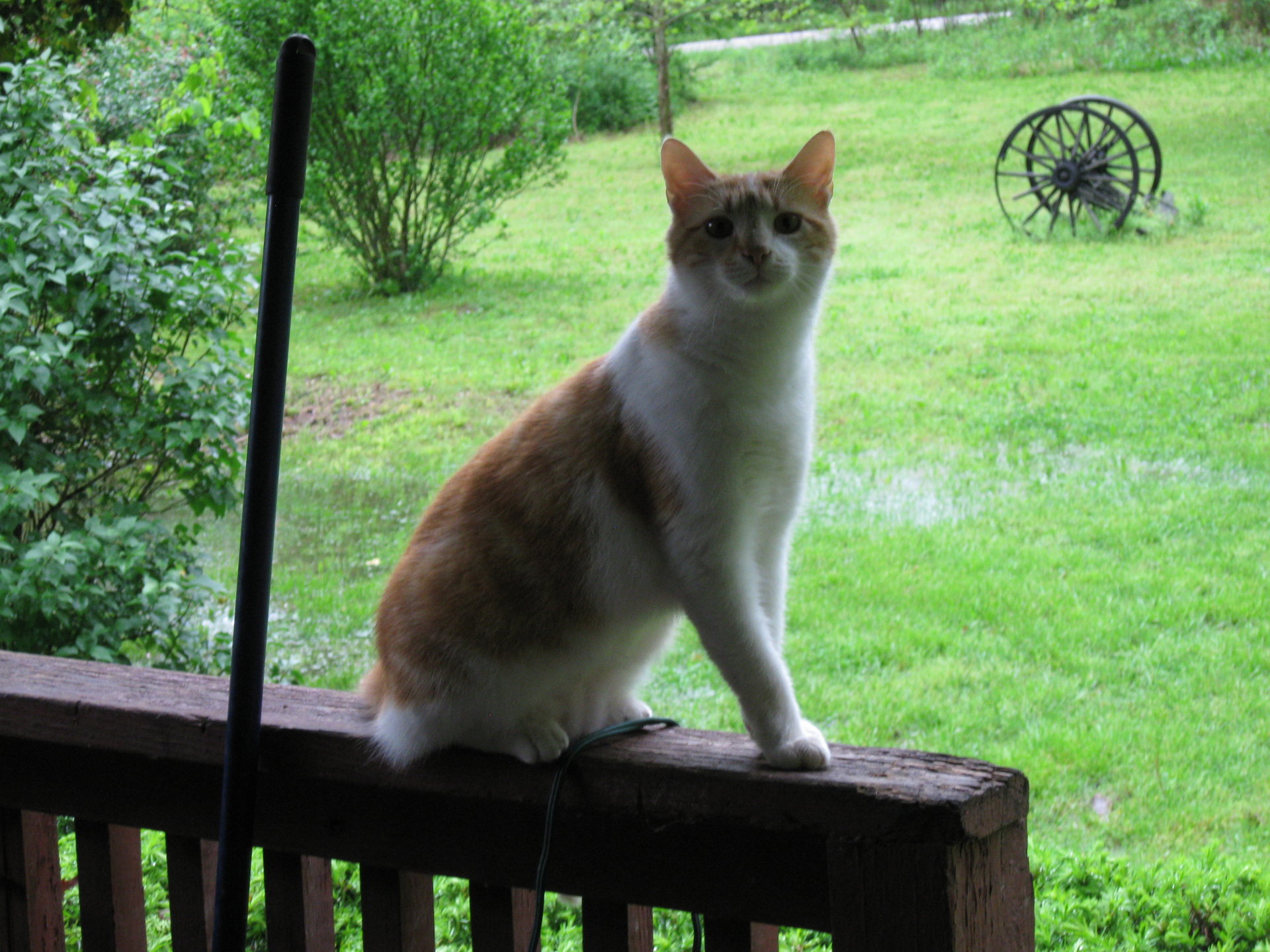kittys and the rain 001.JPG