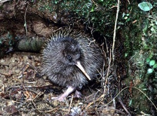 kiwi.jpeg