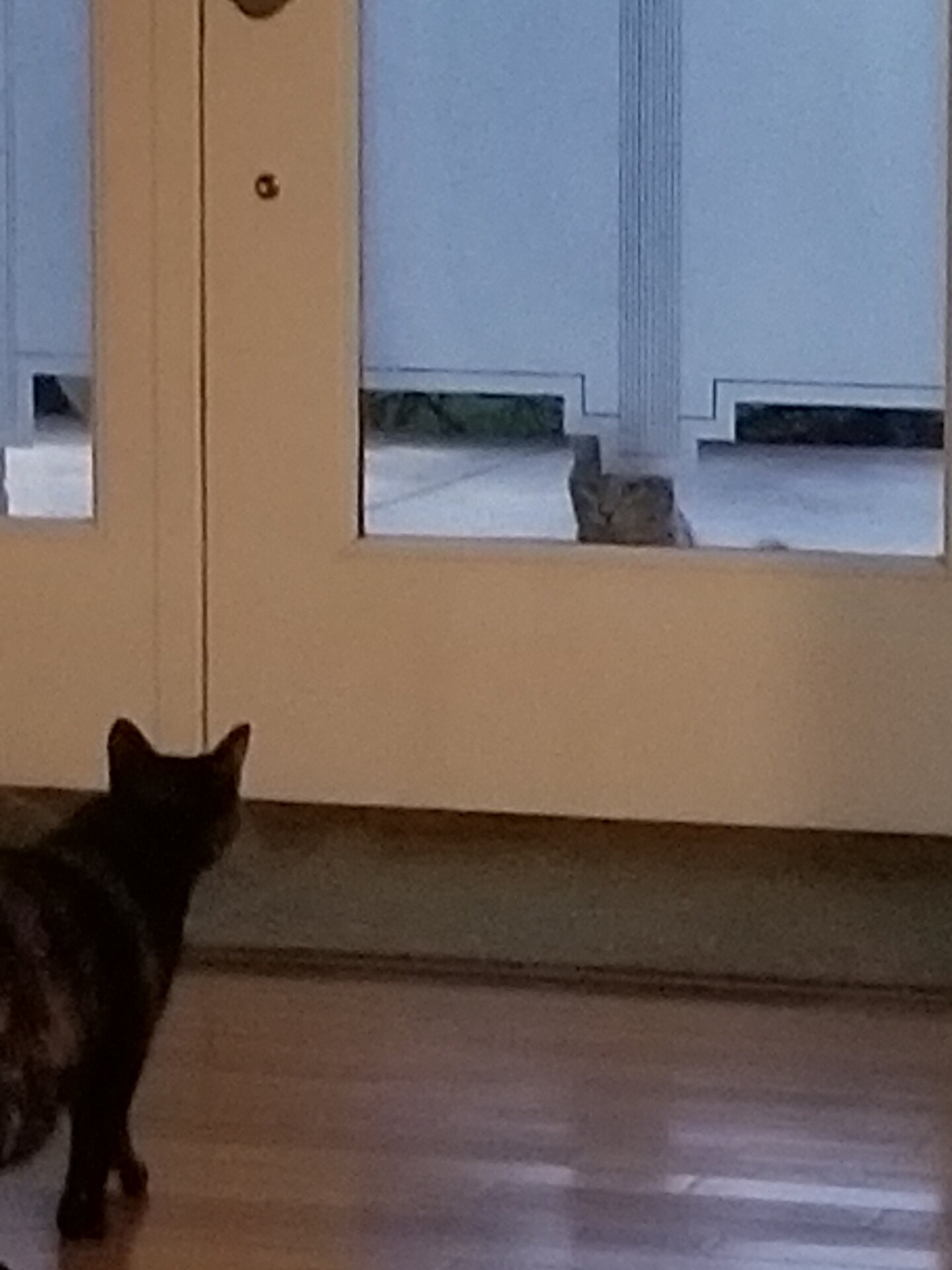 Knock Konck Kitty.jpg
