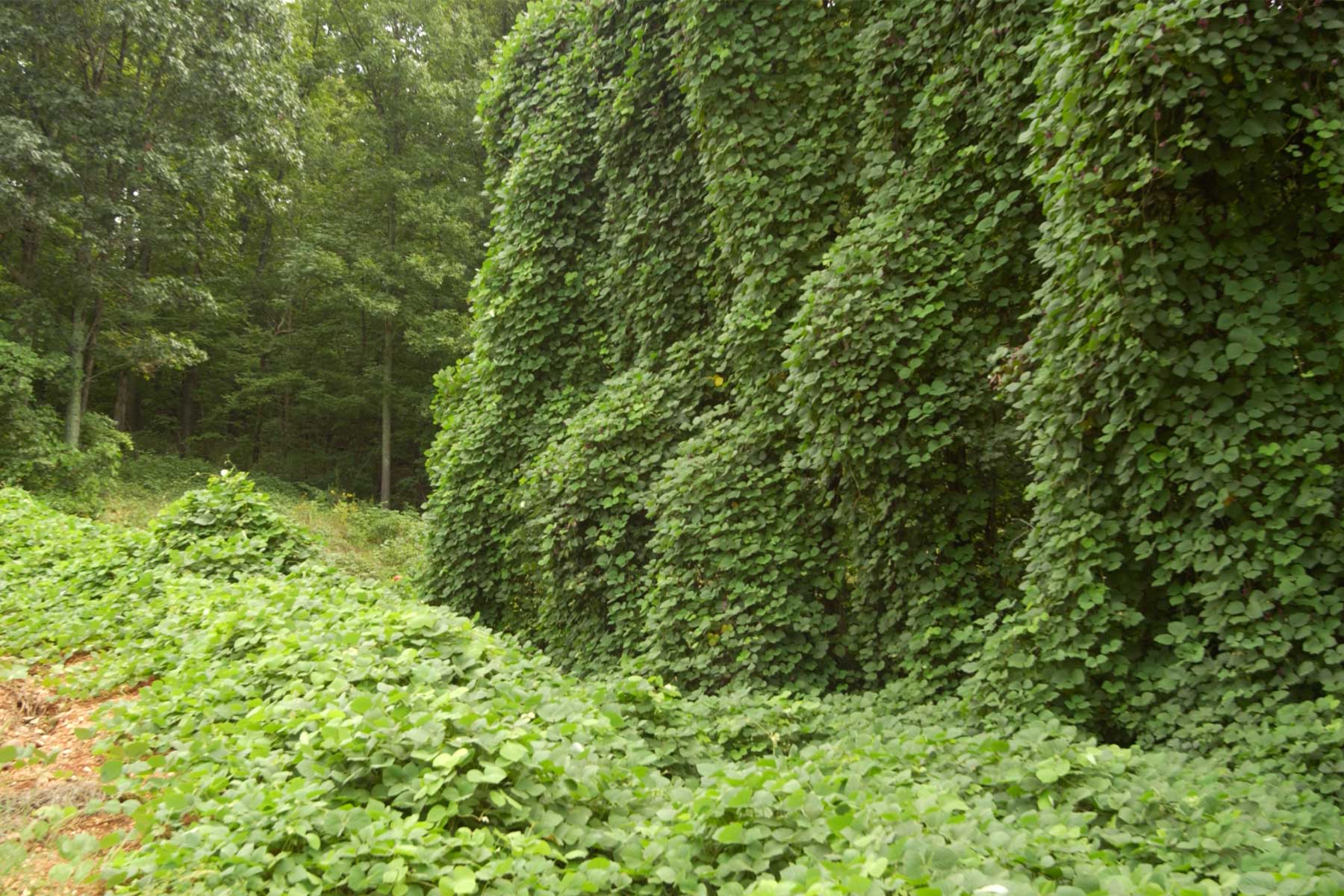 kudzu.jpg