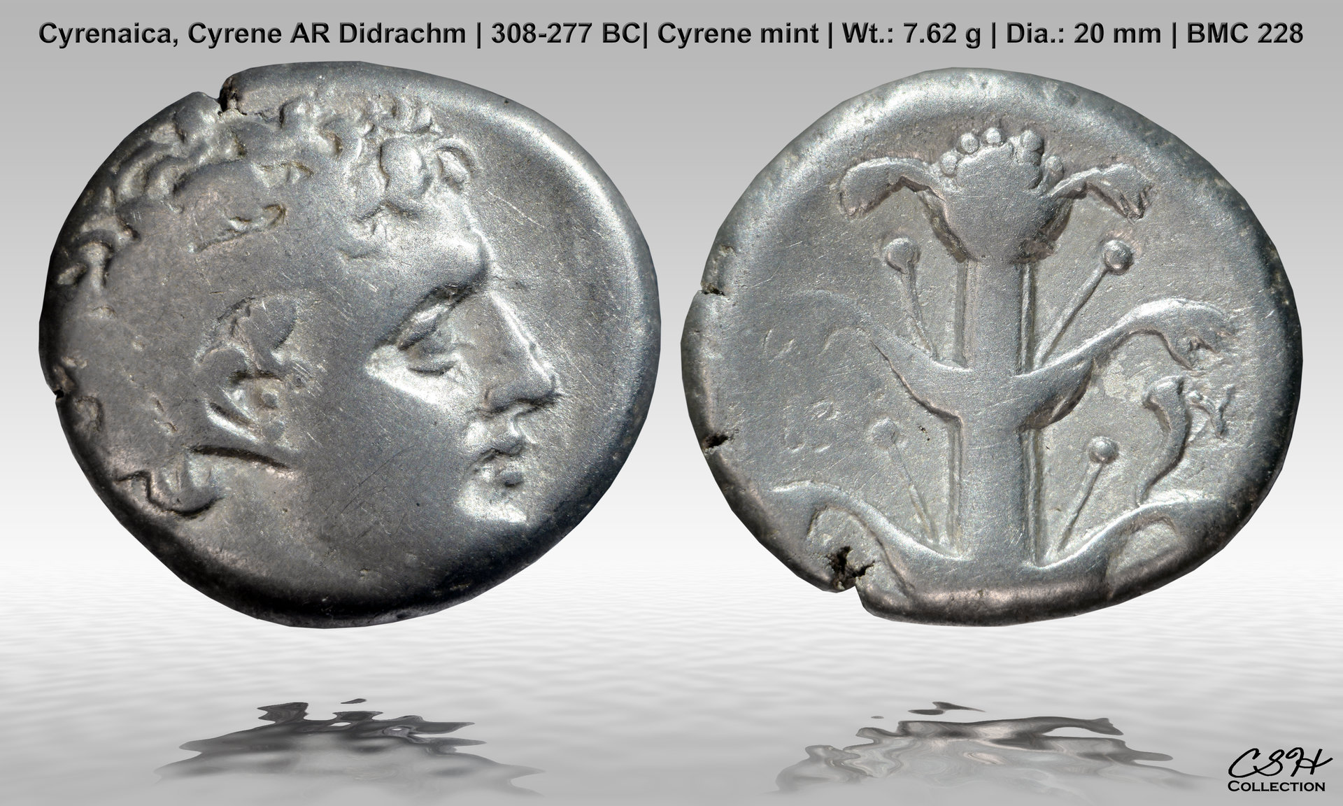 Kyrene_Didrachm_308-277_BC_CSH.jpg