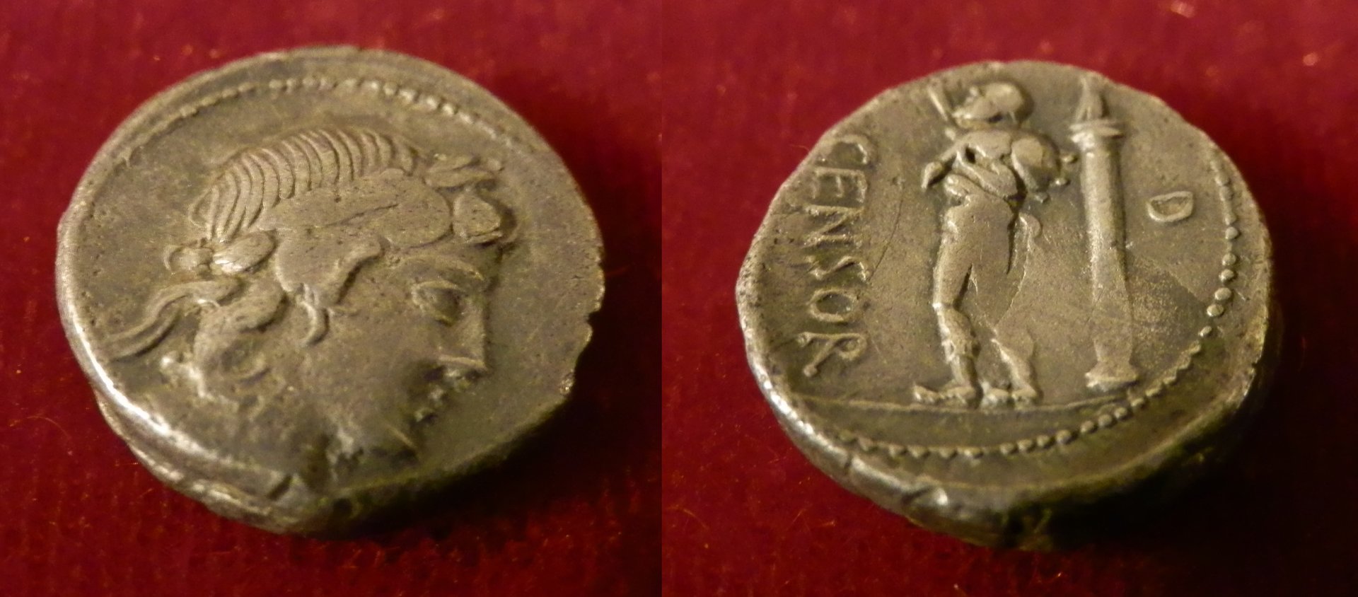 L Censorinus pair 15.jpg