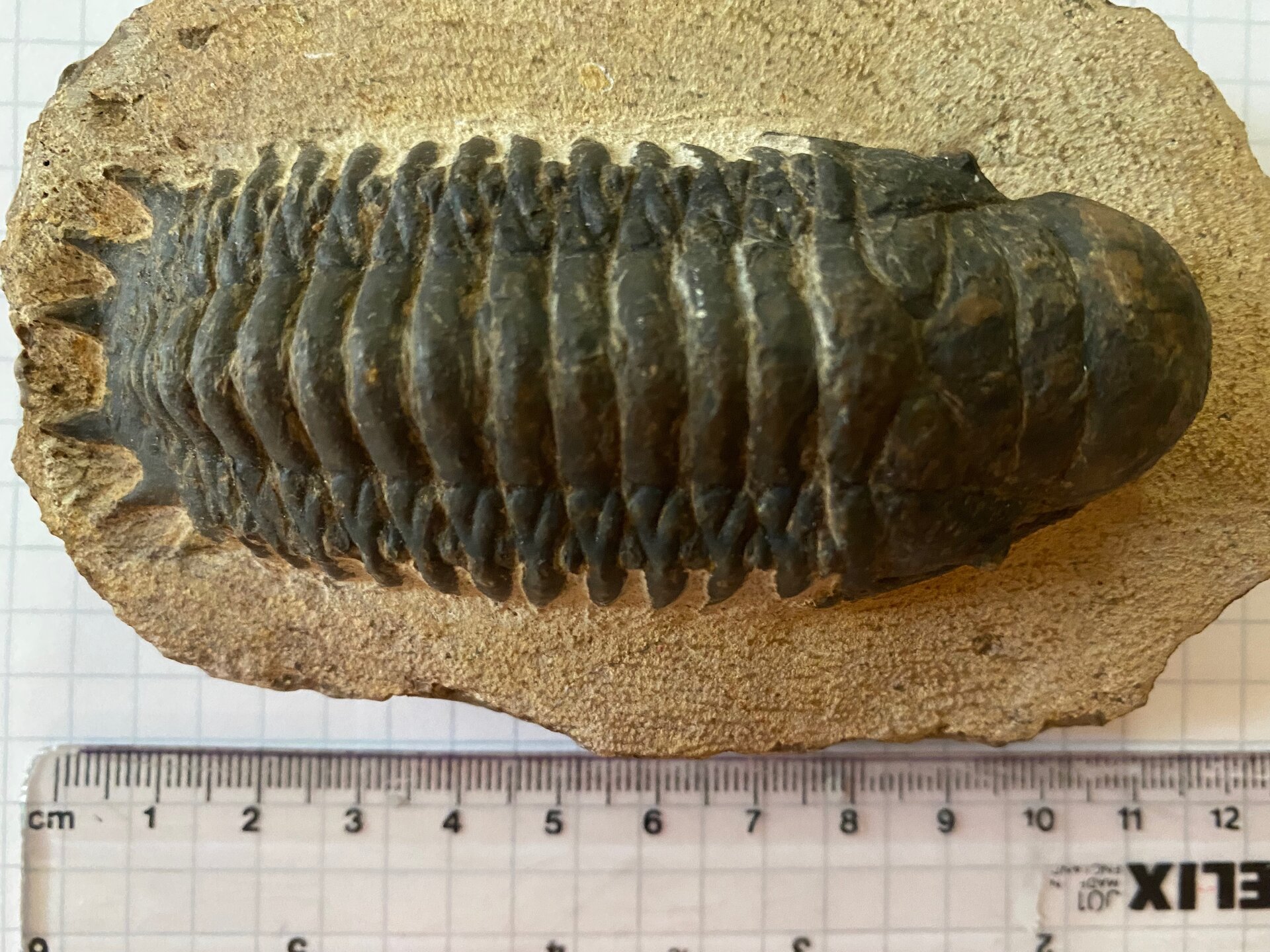 Laicina trilobite TNA 5 June 2021 -  - 6.jpeg