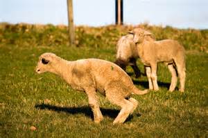 Lamb peeing.jpg