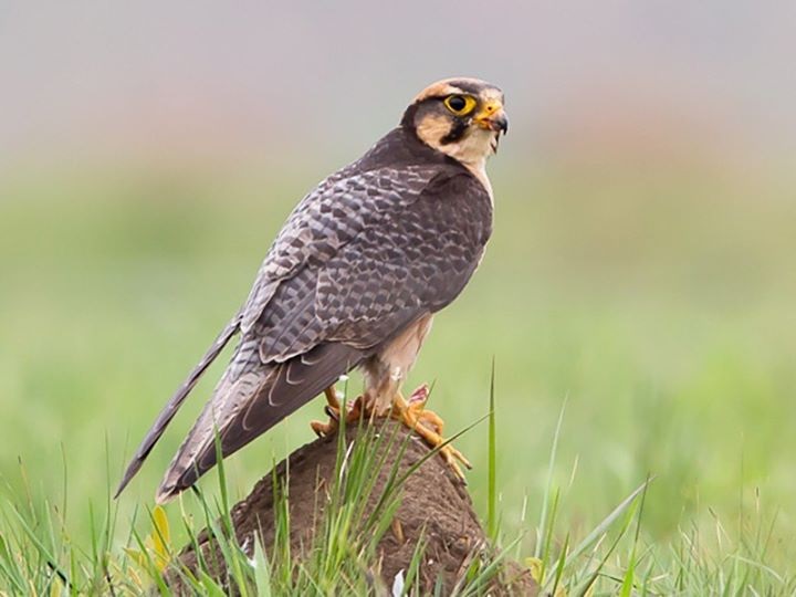 lanner falcon.jpg